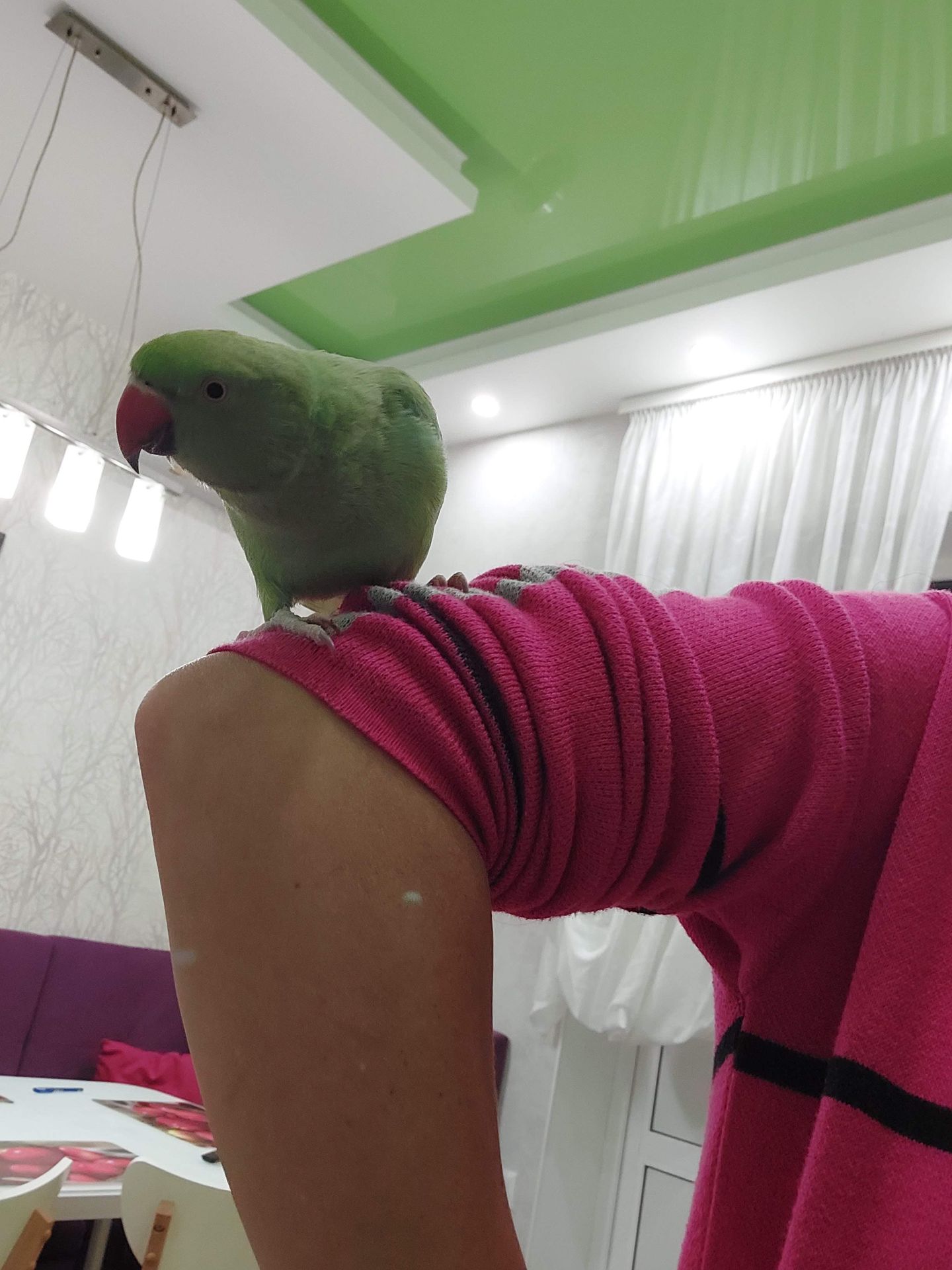 Продам ожерелового мальчика