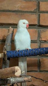 Ожереловий папуга