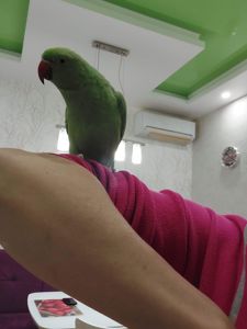 Продам ожерелового мальчика