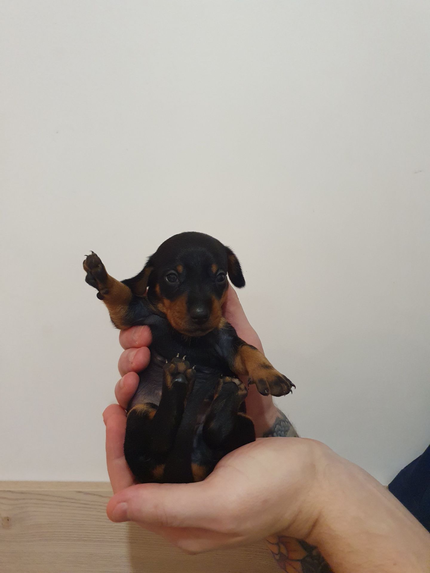 Щенки такси