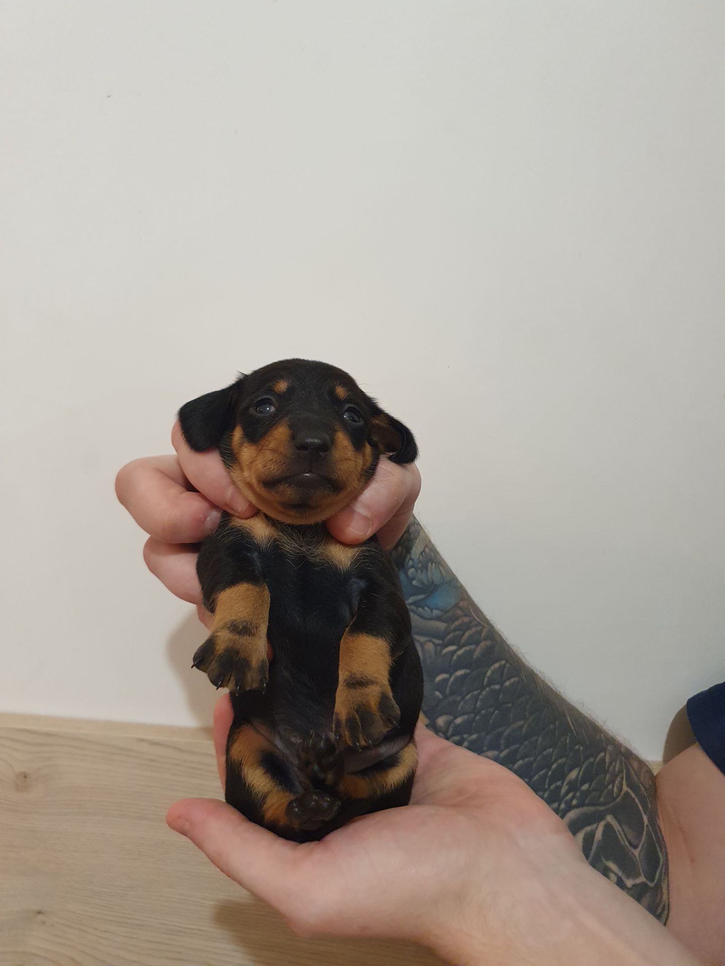 Щенки такси