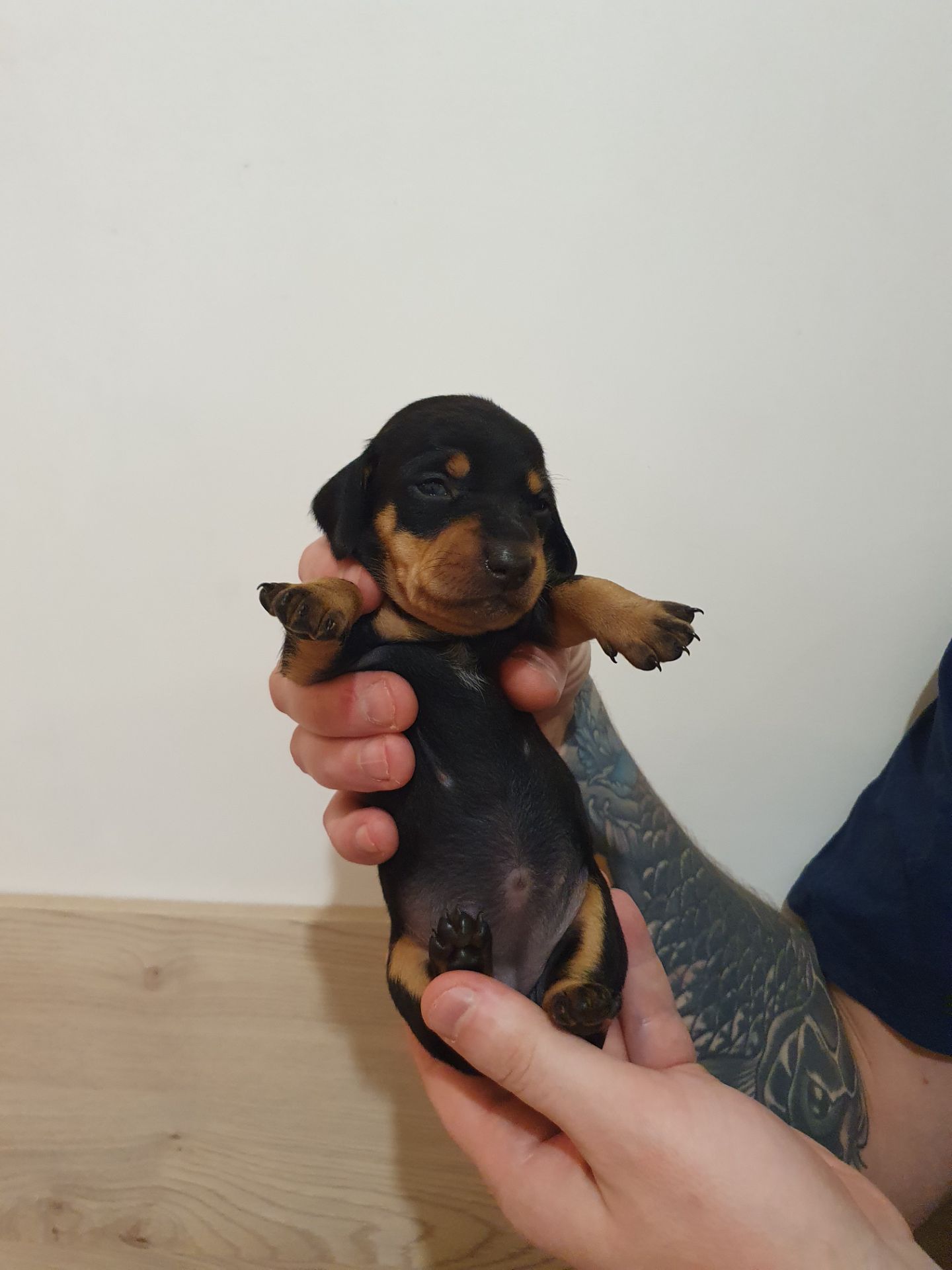 Щенки такси