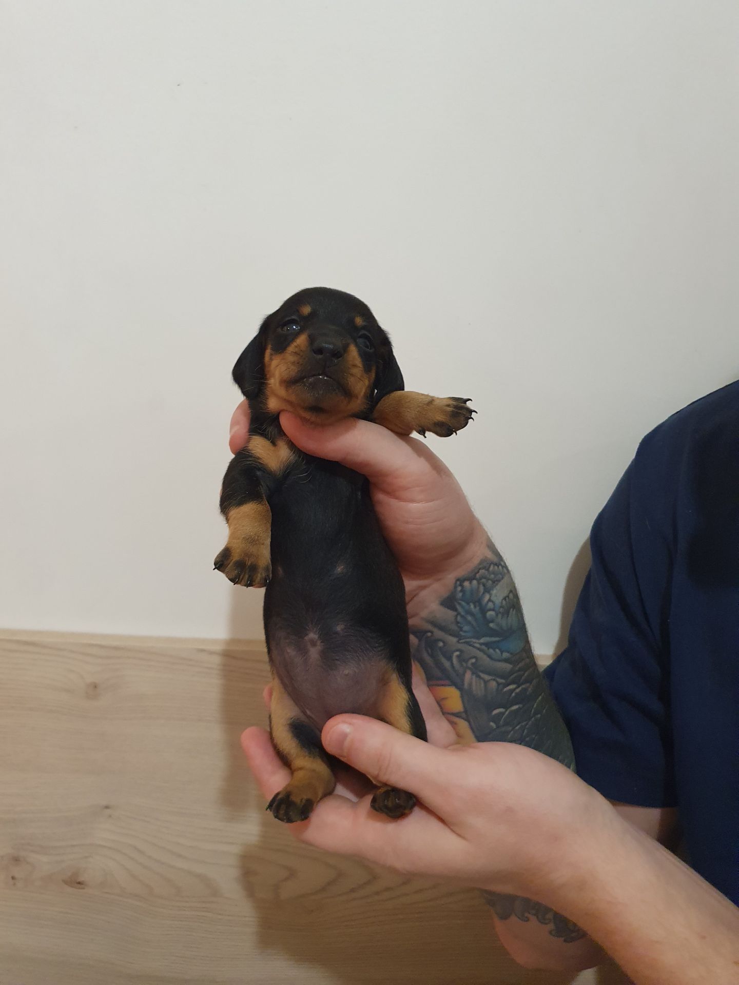 Щенки такси