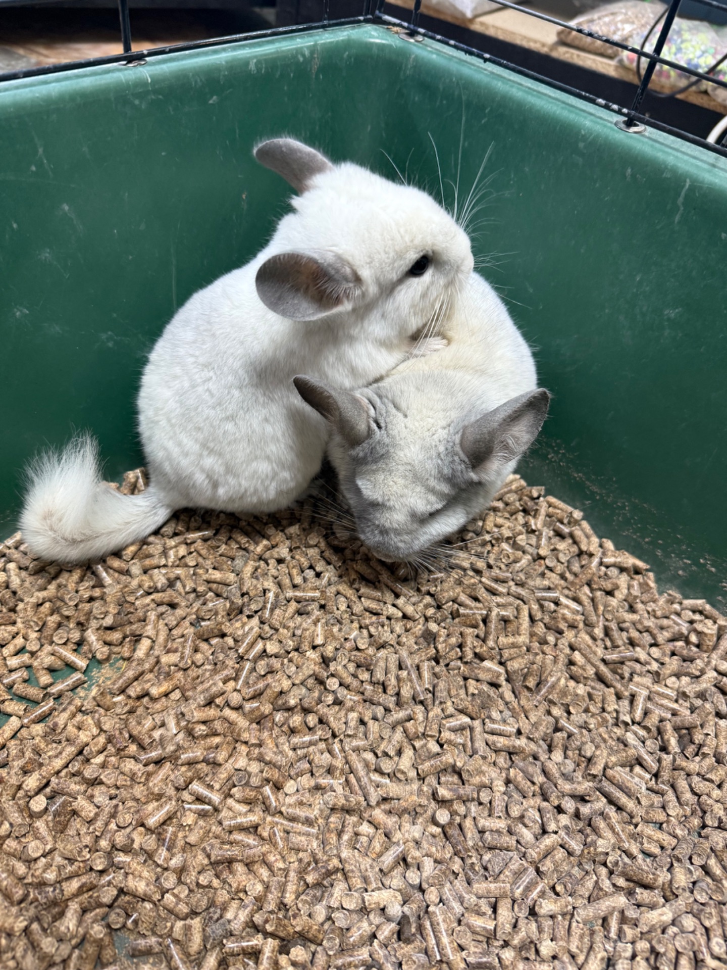 Шиншила хлопчики та дівчатка сірі, білі, бежеві, шоколадні