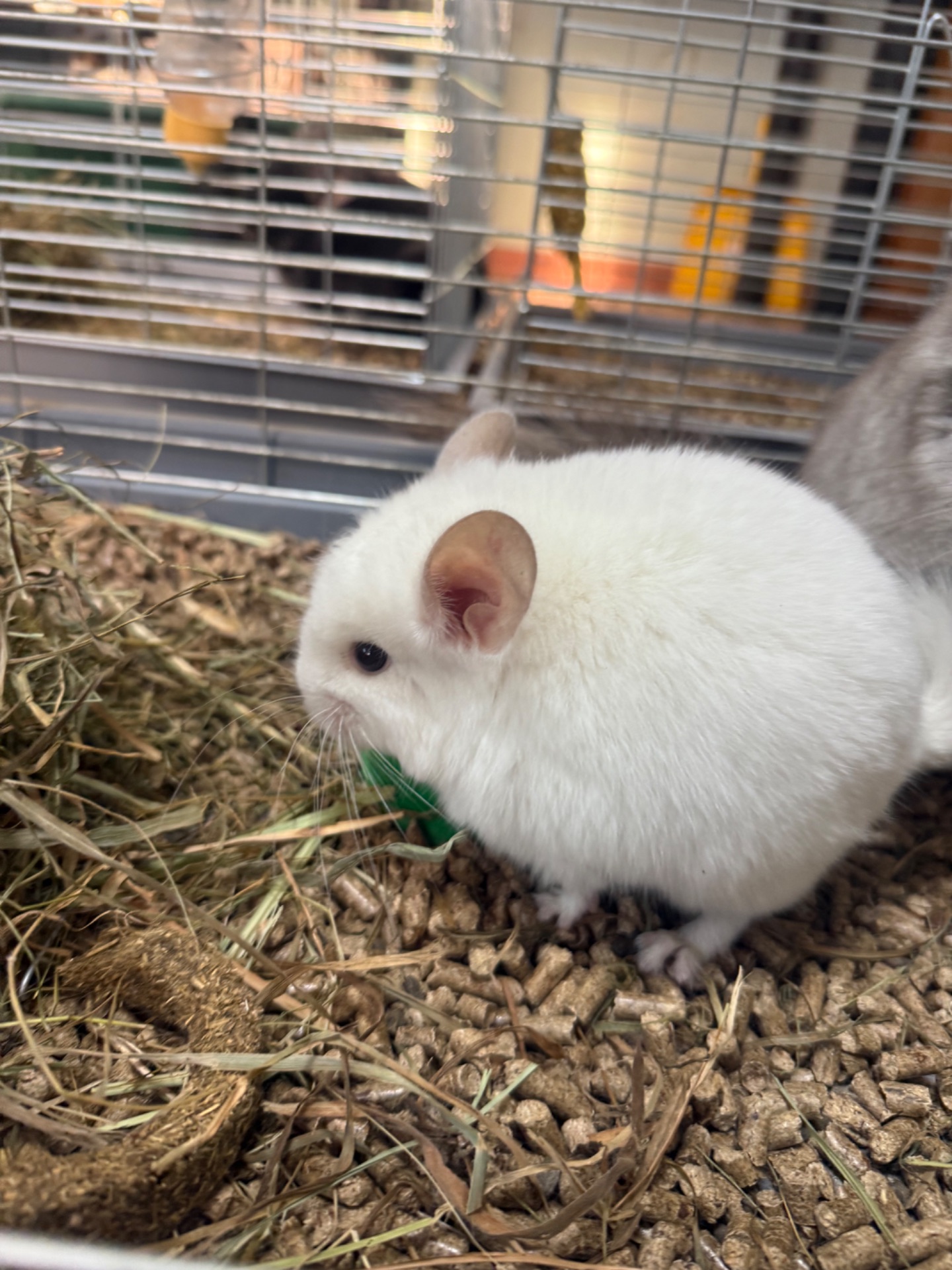 Шиншила хлопчики та дівчатка сірі, білі, бежеві, шоколадні