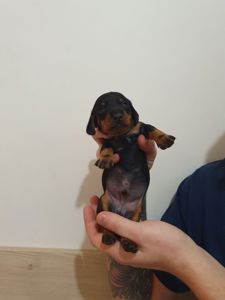 Щенки такси