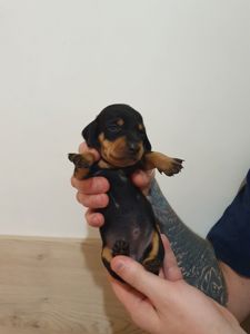 Щенки такси