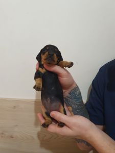 Щенки такси