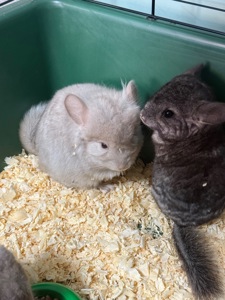 Шиншила хлопчики та дівчатка сірі, білі, бежеві, шоколадні