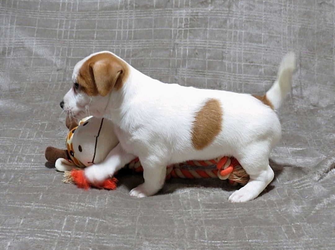 Джек Рассел тер'єр з документами клубу КСУ