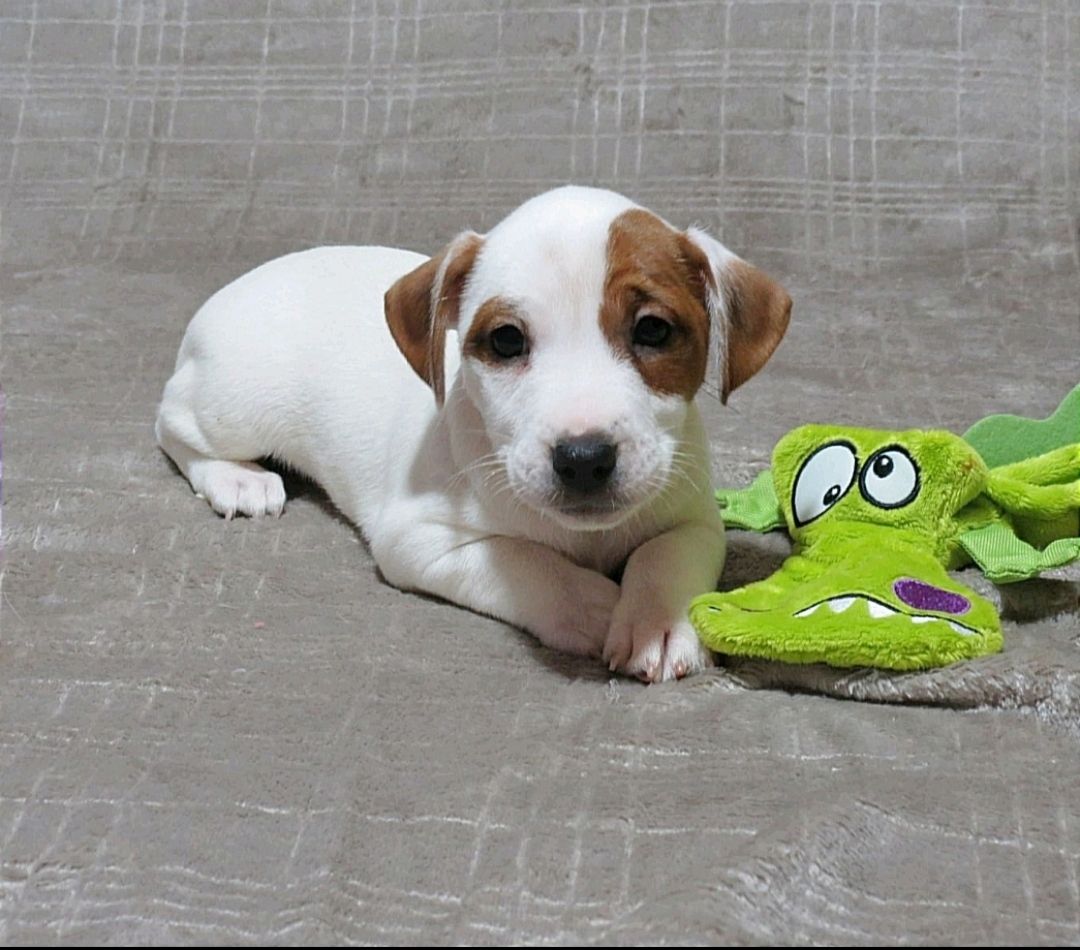 Джек Рассел тер'єр з документами клубу КСУ