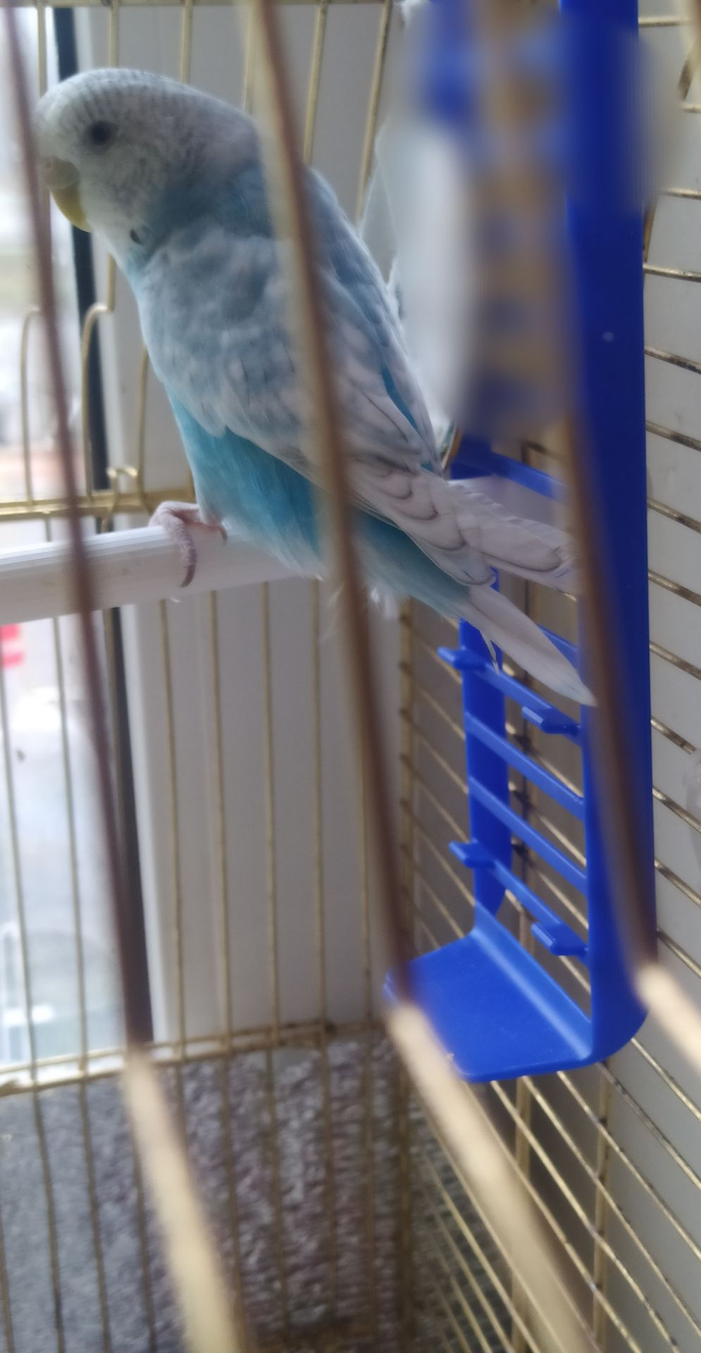 Хвиляста папуга