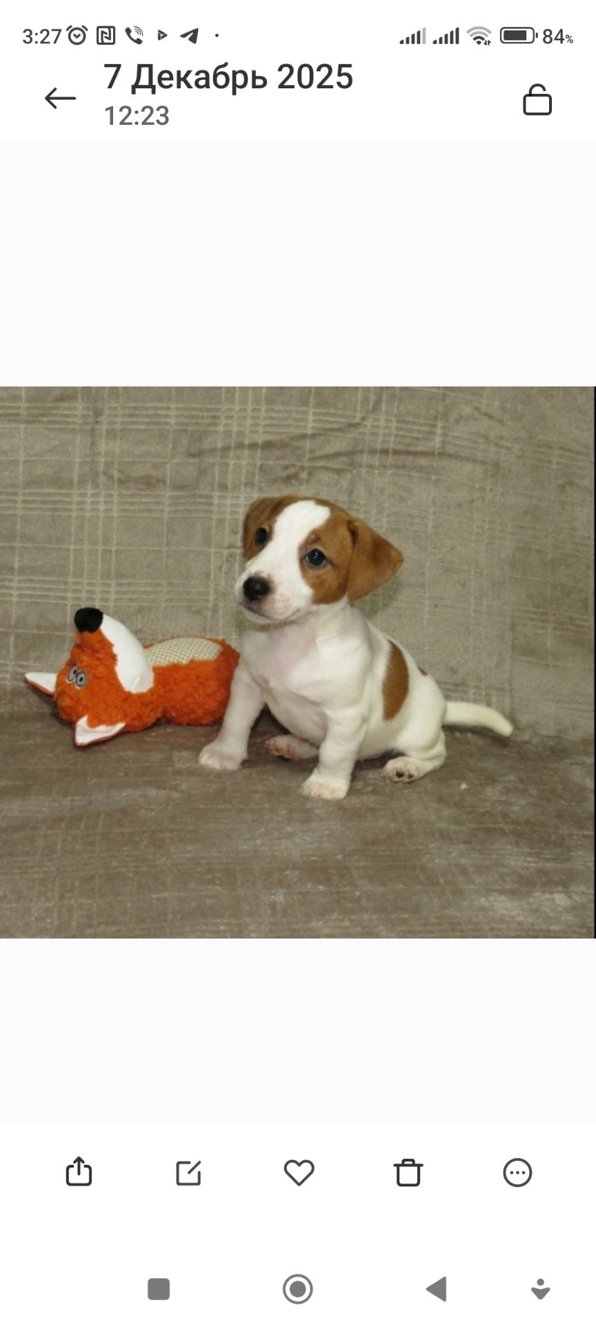 Джек Рассел тер'єр з документами клубу КСУ