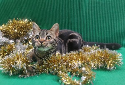 РІЗДВЯНІ ЗНИЖКИ! Американська короткошерста дівчинка Яна