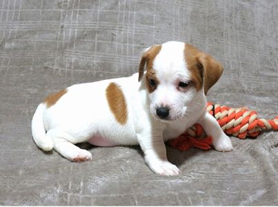 Джек Рассел тер'єр з документами клубу КСУ