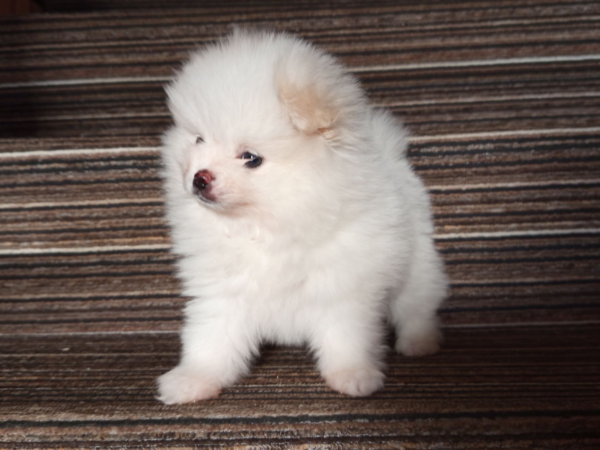 Хлопчик померанский шпіц