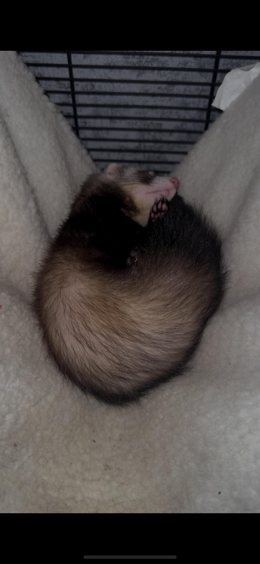 Фретка, хорек девочка