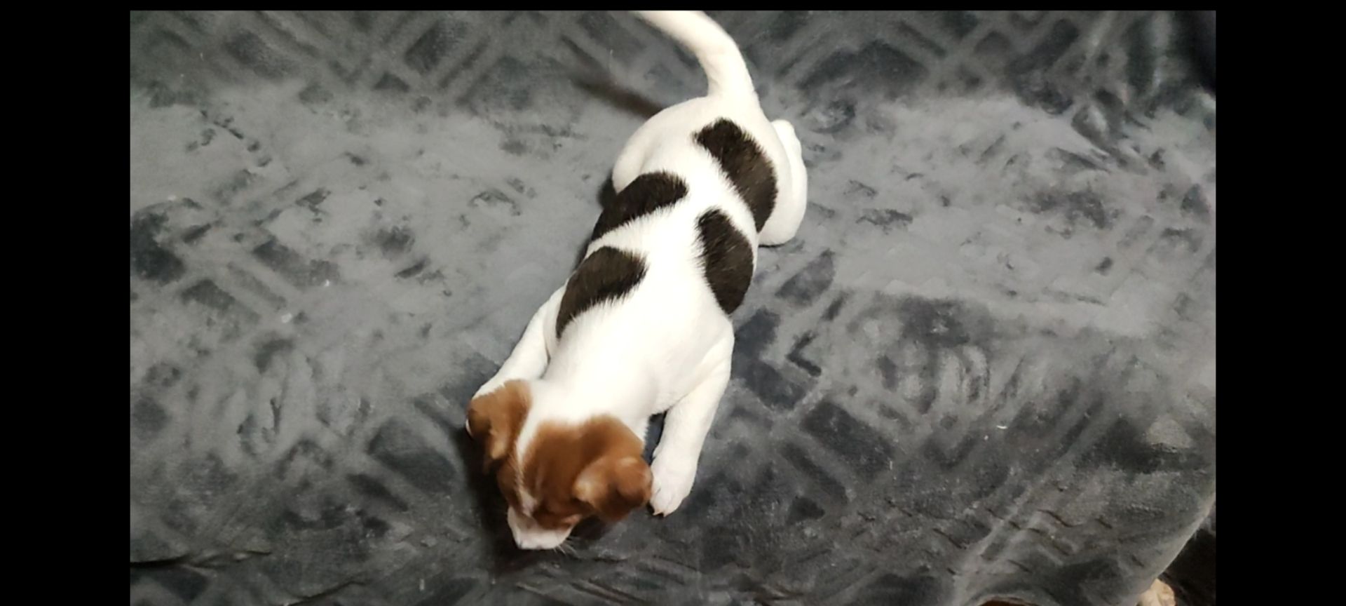 Дівчинка Джек Рассел тер'єр 2 міс родословна документи ККУ