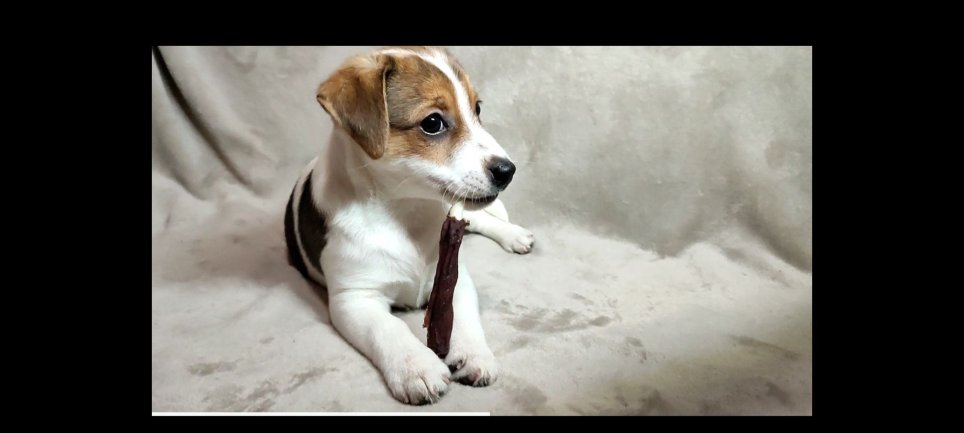 Дівчинка Джек Рассел тер'єр 2 міс родословна документи ККУ