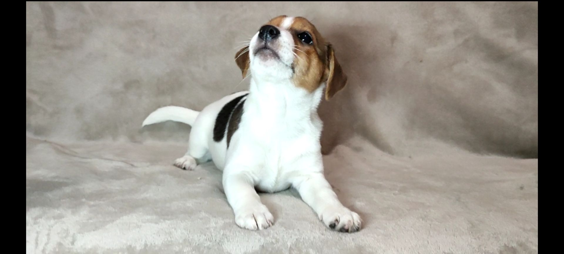 Дівчинка Джек Рассел тер'єр 2 міс родословна документи ККУ