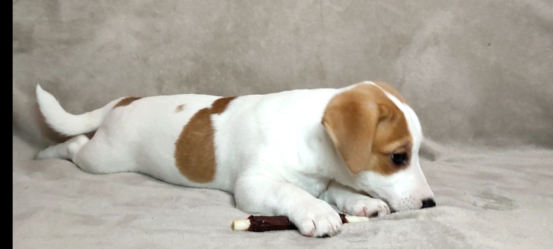 Хлопчик Джек Рассел тер'єр 2 міс документи родословна ККУ