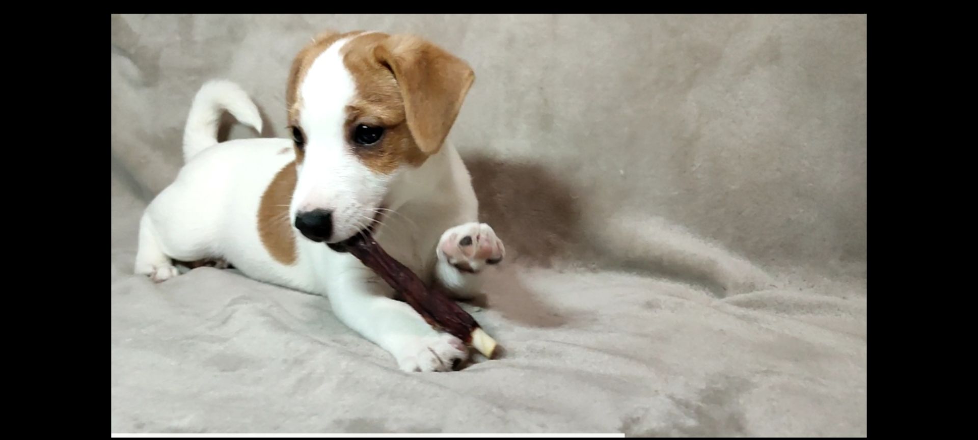 Хлопчик Джек Рассел тер'єр 2 міс документи родословна ККУ