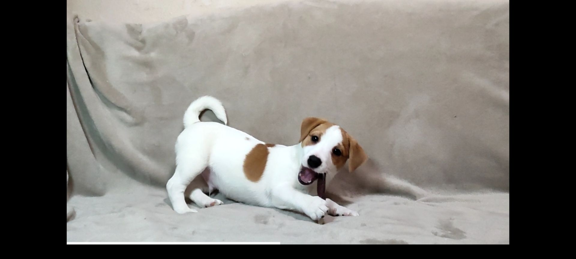 Хлопчик Джек Рассел тер'єр 2 міс документи родословна ККУ