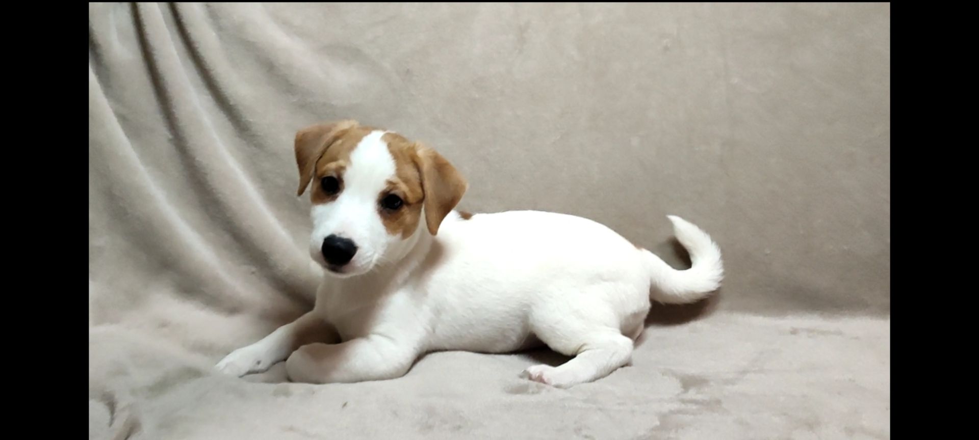 Хлопчик Джек Рассел тер'єр 2 міс документи родословна ККУ