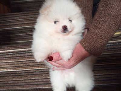 Хлопчик померанский шпіц