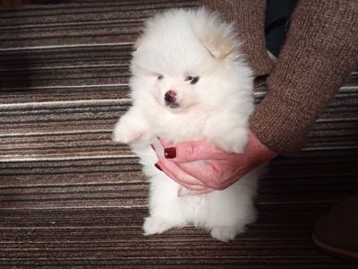 Хлопчик померанский шпіц