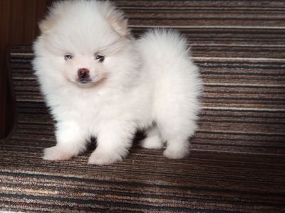 Хлопчик померанский шпіц