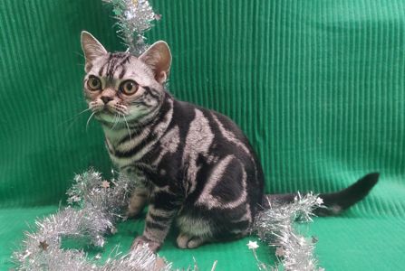 РІЗДВЯНІ ЗНИЖКИ! Хлопчик Ден. Американска короткошерстна