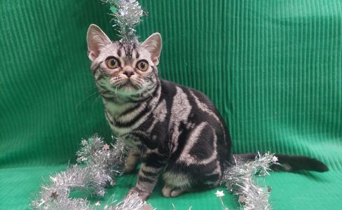 РІЗДВЯНІ ЗНИЖКИ! Хлопчик Ден. Американска короткошерстна