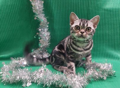 РІЗДВЯНІ ЗНИЖКИ! Хлопчик Ден. Американска короткошерстна