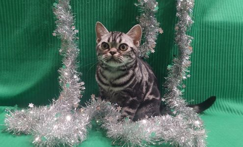 РІЗДВЯНІ ЗНИЖКИ! Хлопчик Ден. Американска короткошерстна