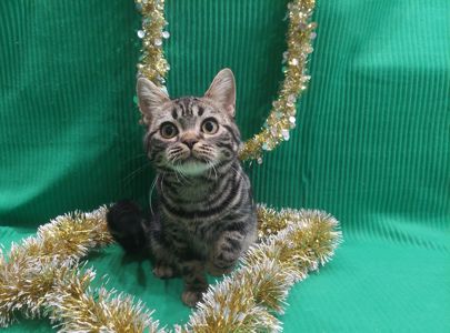 РІЗДВЯНІ ЗНИЖКИ! Американська короткошерста дівчинка Яна