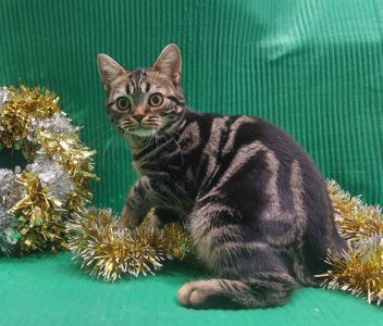 РІЗДВЯНІ ЗНИЖКИ! Американська короткошерста дівчинка Яна