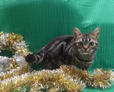 РІЗДВЯНІ ЗНИЖКИ! Американська короткошерста дівчинка Яна