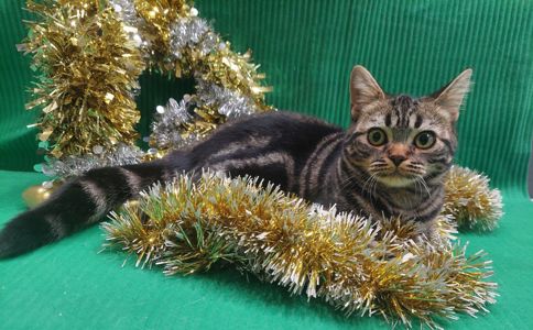 РІЗДВЯНІ ЗНИЖКИ! Американська короткошерста дівчинка Яна