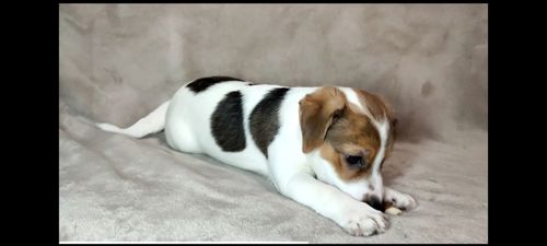 Дівчинка Джек Рассел тер'єр 2 міс родословна документи ККУ