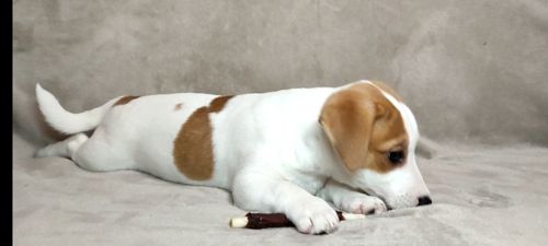 Хлопчик Джек Рассел тер'єр 2 міс документи родословна ККУ