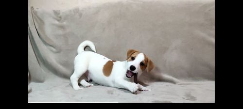 Хлопчик Джек Рассел тер'єр 2 міс документи родословна ККУ