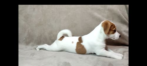 Хлопчик Джек Рассел тер'єр 2 міс документи родословна ККУ