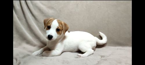 Хлопчик Джек Рассел тер'єр 2 міс документи родословна ККУ