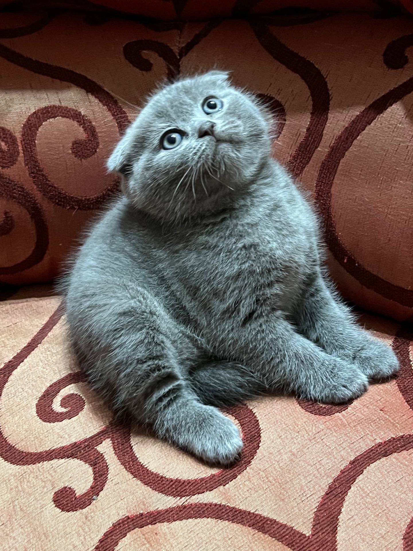 Шотландські кошенята. Готові до переїзду