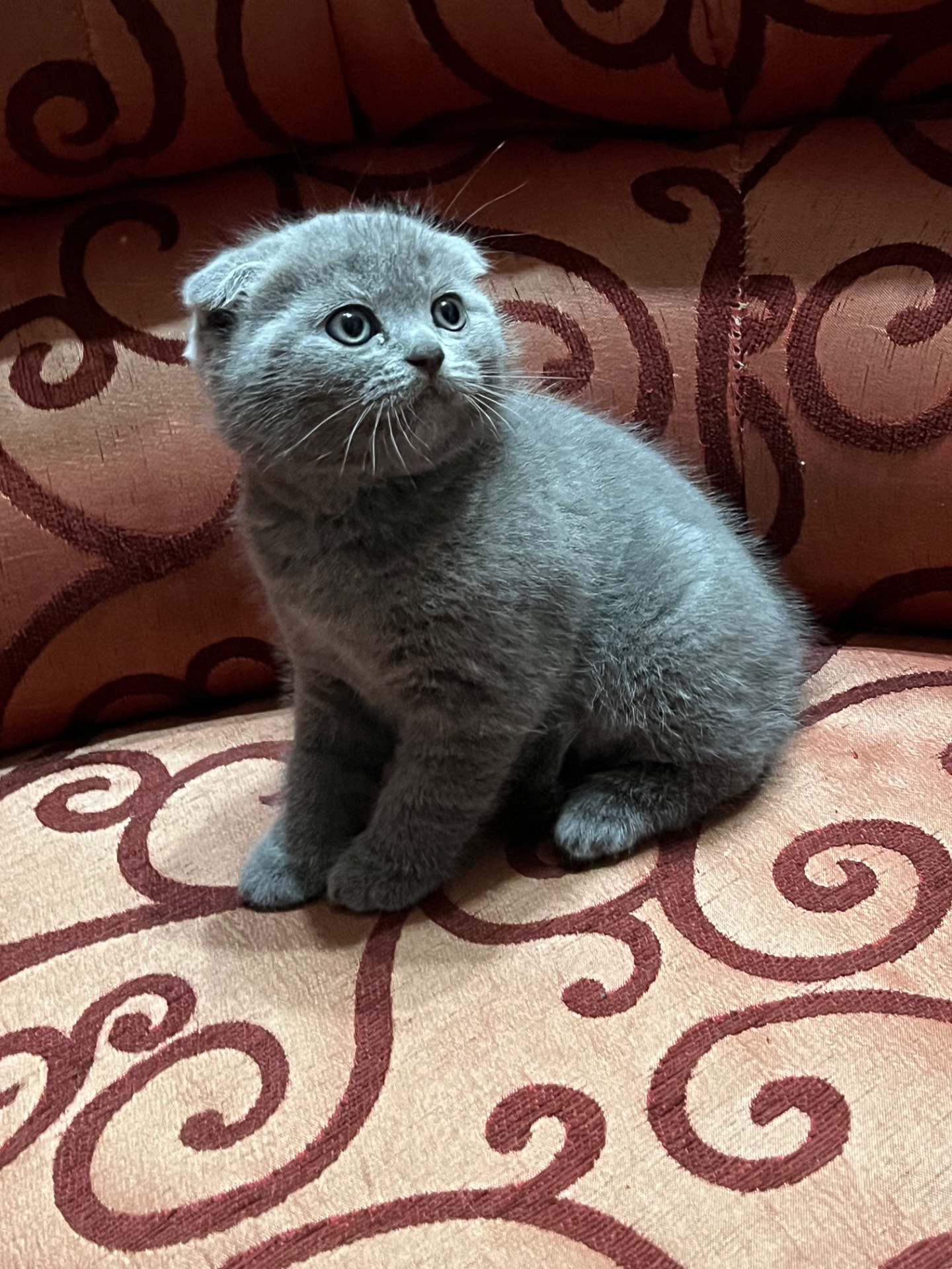 Шотландські кошенята. Готові до переїзду