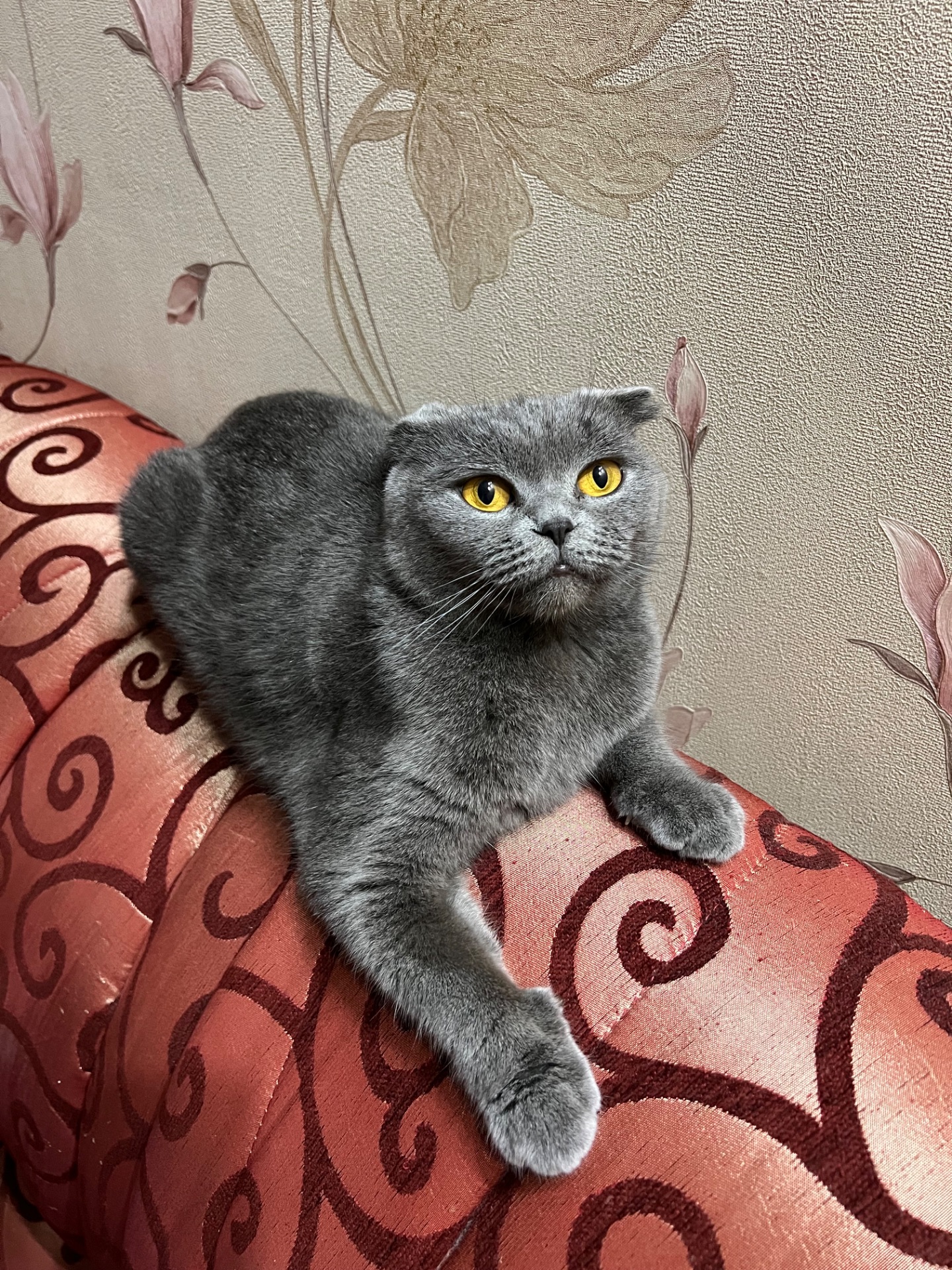 Шотландські кошенята. Готові до переїзду