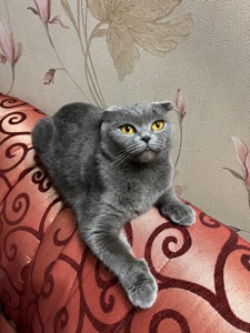 Шотландські кошенята. Готові до переїзду