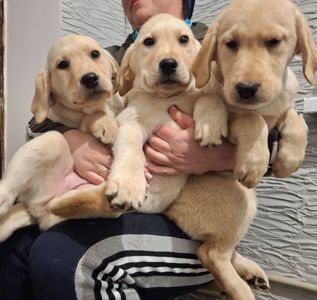 Цуценята лабрадорчики