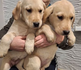 Цуценята лабрадорчики